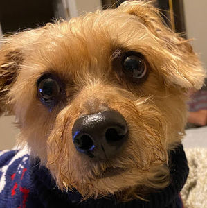 Meet your Posher, Da